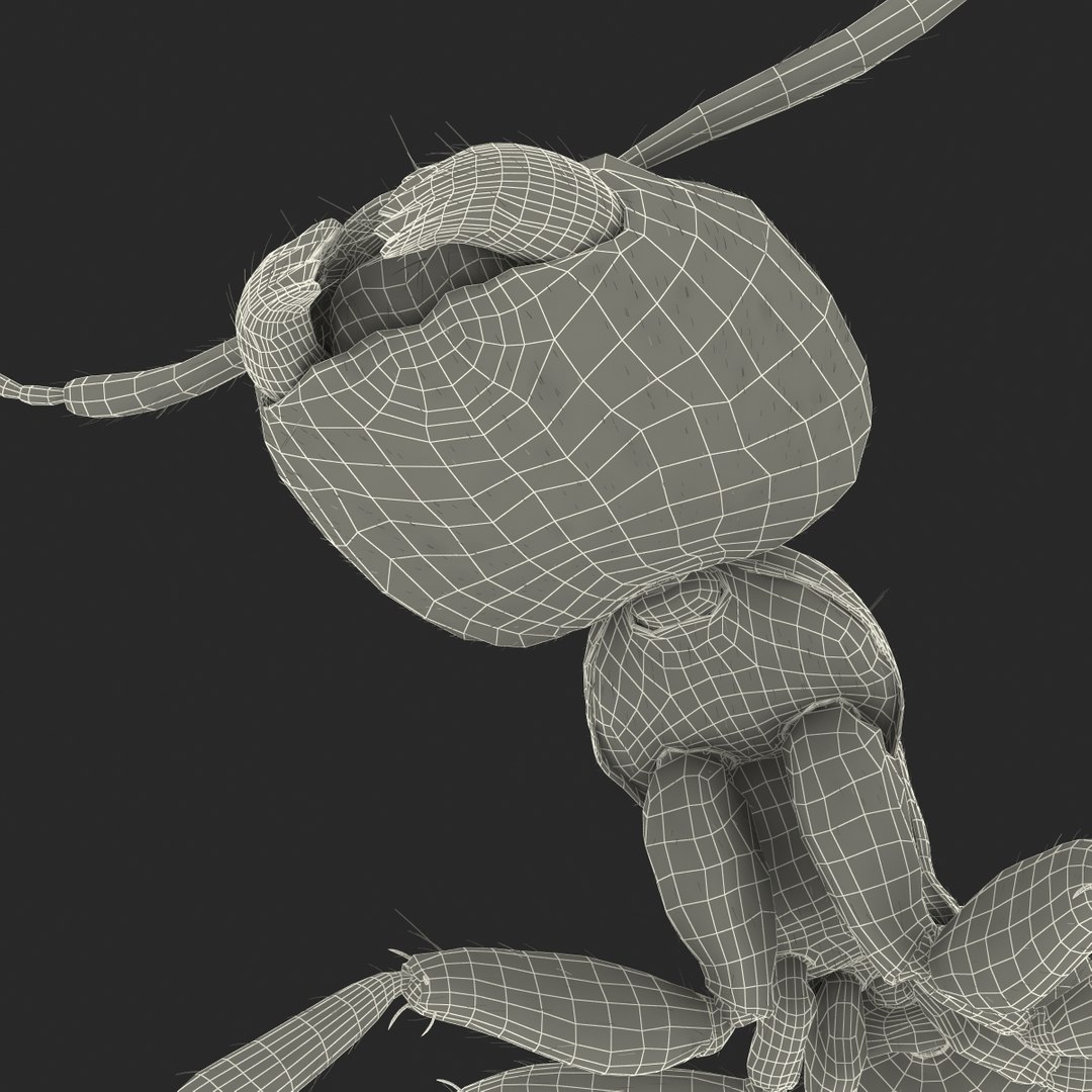 black ant fur rigged 3d max https://p.turbosquid.com/ts-thumb/8w/F3mELf/RfQEzDdS/blackantwithfurrigged3dmodel50/jpg/1453718844/1920x1080/fit_q87/7de3fbd8b6fe32f3dd84e7d88f226058c841ba6f/blackantwithfurrigged3dmodel50.jpg