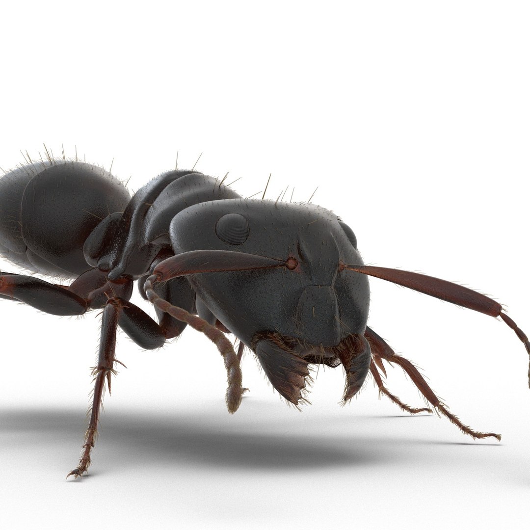 black ant fur rigged 3d max https://p.turbosquid.com/ts-thumb/8w/F3mELf/Ve8dwCcF/blackantwithfurrigged3dmodel28/jpg/1453718841/1920x1080/fit_q87/18a27e59e2da78b6856474b362555770d197c343/blackantwithfurrigged3dmodel28.jpg