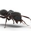 Formica nera con modello 3D in pelliccia