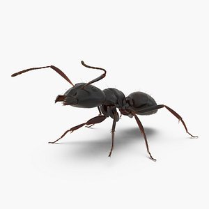 black ant fur rigged 3d max