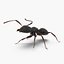 Formica nera con modello 3D in pelliccia