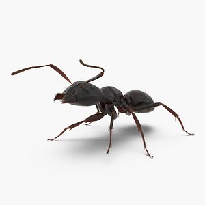 Black Ant with Fur Rigged 3D Model