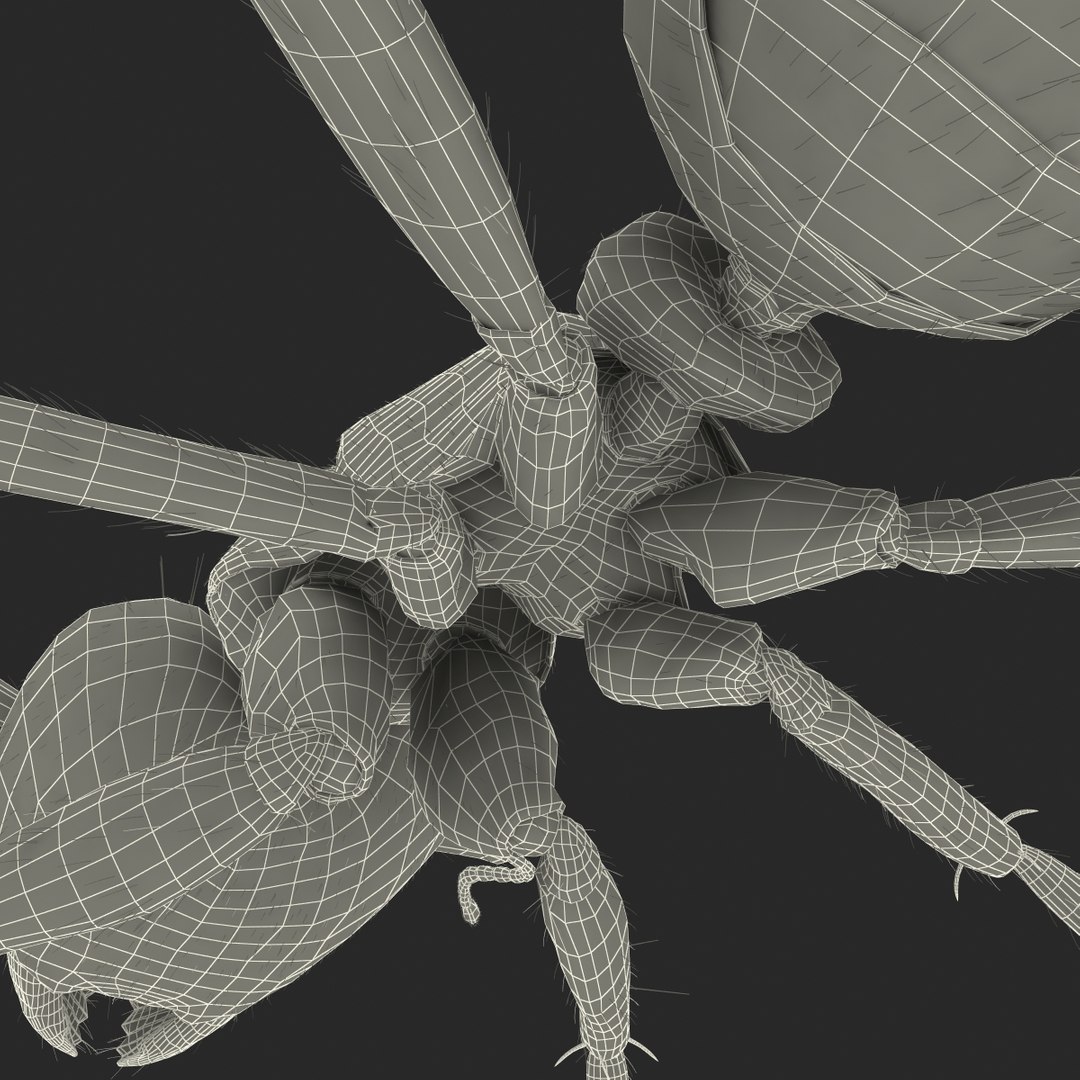 black ant fur rigged 3d max https://p.turbosquid.com/ts-thumb/8w/F3mELf/WbN1Hefm/blackantwithfurrigged3dmodel47/jpg/1453718844/1920x1080/fit_q87/220d72b94564f6399c505b19f08ff11c88c438bc/blackantwithfurrigged3dmodel47.jpg