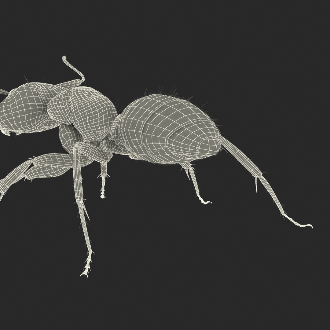 black ant fur rigged 3d max https://p.turbosquid.com/ts-thumb/8w/F3mELf/WtXtycHU/blackantwithfurrigged3dmodel44/jpg/1453718843/1920x1080/fit_q87/a64c09bbc1a8930b338fb98c89c7f552289f33e0/blackantwithfurrigged3dmodel44.jpg