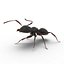 Formica nera con modello 3D in pelliccia