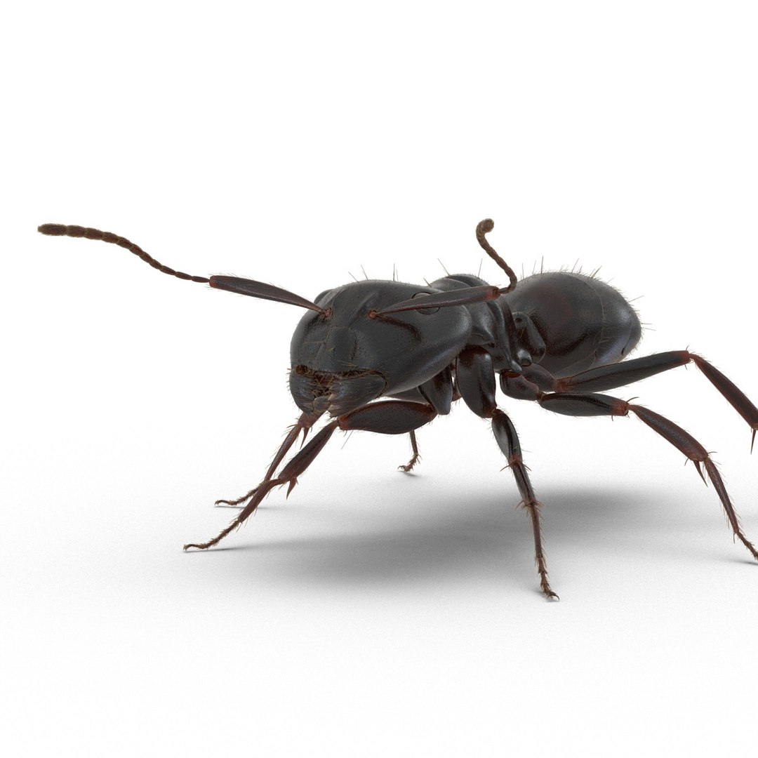 black ant fur rigged 3d max https://p.turbosquid.com/ts-thumb/8w/F3mELf/cEh9OabZ/blackantwithfurrigged3dmodel19/jpg/1453718840/1920x1080/fit_q87/6928da1c4f6c7524102d1b9ce838af1d656e072d/blackantwithfurrigged3dmodel19.jpg