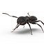 Formica nera con modello 3D in pelliccia