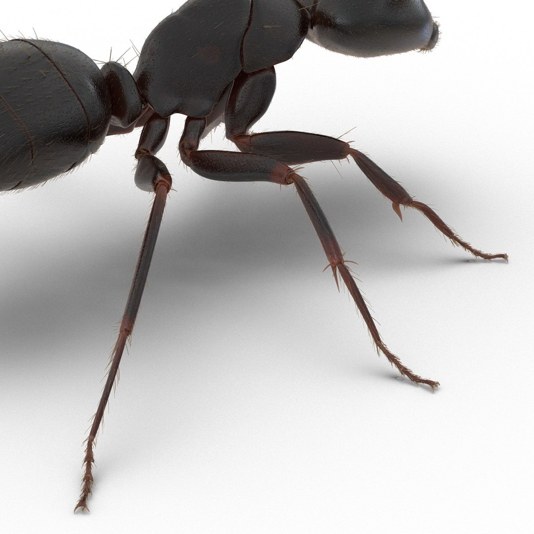 black ant fur rigged 3d max https://p.turbosquid.com/ts-thumb/8w/F3mELf/dljmOM92/blackantwithfurrigged3dmodel30/jpg/1453718842/1920x1080/fit_q87/f5efefe2139ef96201c331072202251bac3c2bd5/blackantwithfurrigged3dmodel30.jpg