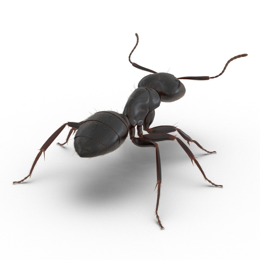 black ant fur rigged 3d max https://p.turbosquid.com/ts-thumb/8w/F3mELf/eOvLO3iu/blackantwithfurrigged3dmodel04/jpg/1453718838/1920x1080/fit_q87/54f2fa5fbf6511b6336f8e97ede7acfa40a7aeb5/blackantwithfurrigged3dmodel04.jpg