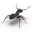 Formica nera con modello 3D in pelliccia