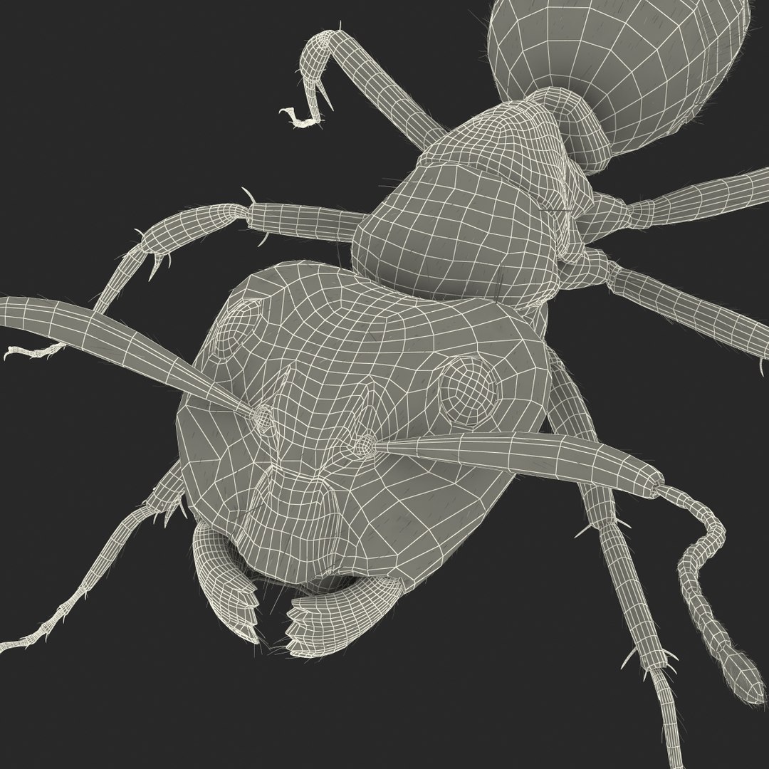 black ant fur rigged 3d max https://p.turbosquid.com/ts-thumb/8w/F3mELf/lgpi1glD/blackantwithfurrigged3dmodel45/jpg/1453718843/1920x1080/fit_q87/2d5a1a269acfd0cc2dff1e5ece81a335854092ba/blackantwithfurrigged3dmodel45.jpg