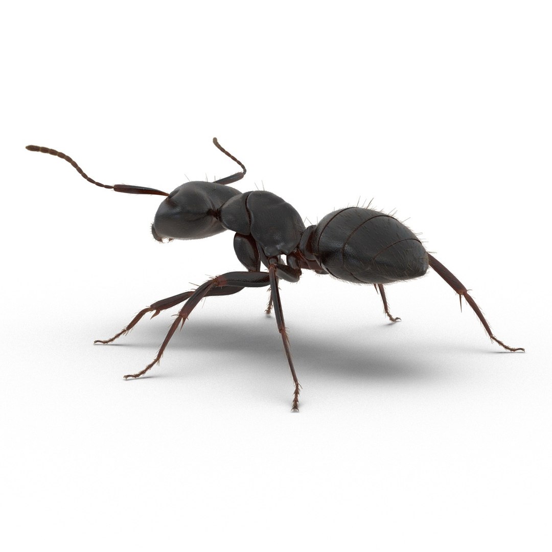 black ant fur rigged 3d max https://p.turbosquid.com/ts-thumb/8w/F3mELf/nh5IIPRX/blackantwithfurrigged3dmodel03/jpg/1453718838/1920x1080/fit_q87/43b81126cbd22ce485033fbe7cd6d1e4721f0023/blackantwithfurrigged3dmodel03.jpg