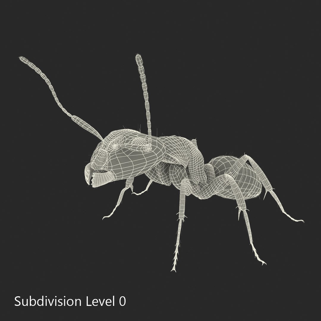 black ant fur rigged 3d max https://p.turbosquid.com/ts-thumb/8w/F3mELf/obbo2B7r/blackantwithfurrigged3dmodel32/jpg/1453718842/1920x1080/fit_q87/2caa5316e86320144d6f6426f025c439431d3ecf/blackantwithfurrigged3dmodel32.jpg