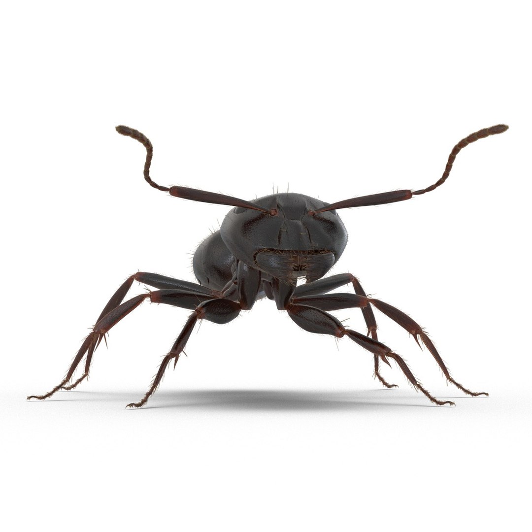 black ant fur rigged 3d max https://p.turbosquid.com/ts-thumb/8w/F3mELf/odx0kL72/blackantwithfurrigged3dmodel13/jpg/1453718839/1920x1080/fit_q87/f4a527548aea15fd8b0821eb5e41999d44905145/blackantwithfurrigged3dmodel13.jpg