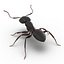 Formica nera con modello 3D in pelliccia