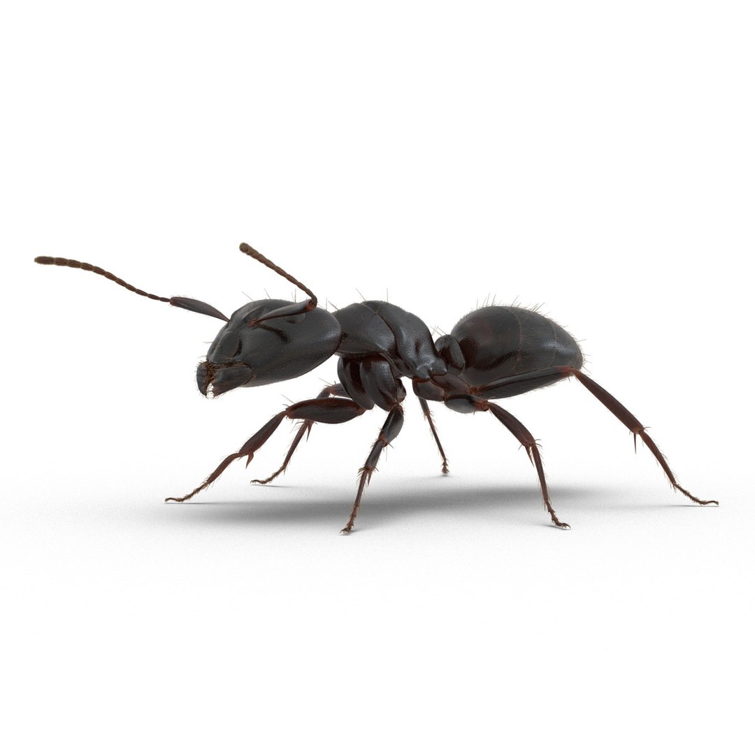 black ant fur rigged 3d max https://p.turbosquid.com/ts-thumb/8w/F3mELf/rDUsEsX5/blackantwithfurrigged3dmodel16/jpg/1453718840/1920x1080/fit_q87/3b5088c904ba5753341c3437ca33d041482dba03/blackantwithfurrigged3dmodel16.jpg