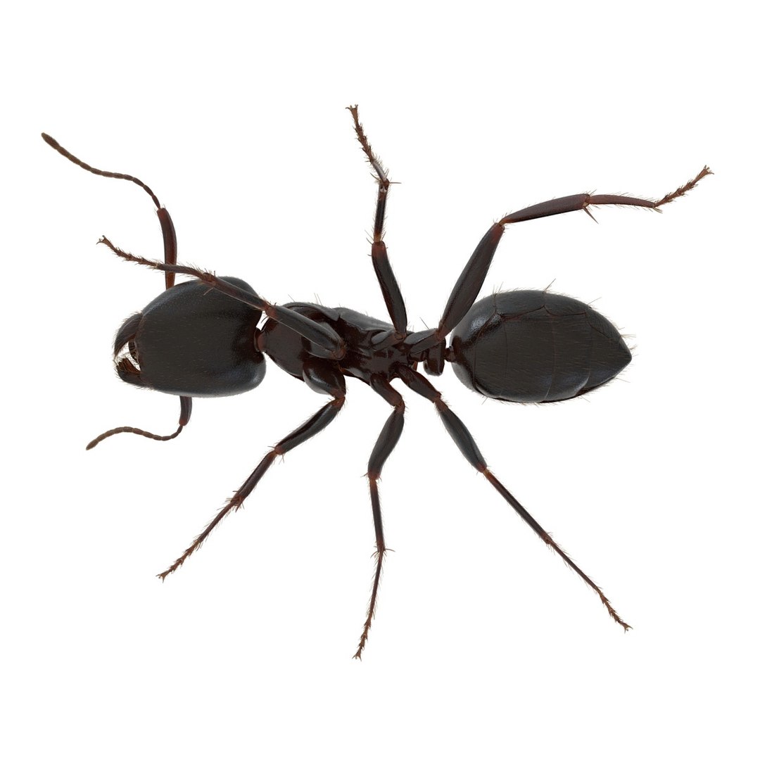 black ant fur rigged 3d max https://p.turbosquid.com/ts-thumb/8w/F3mELf/ro8PF1v7/blackantwithfurrigged3dmodel18/jpg/1453718840/1920x1080/fit_q87/be9a2e0cd2dca996558a673f82b7a2501274cd22/blackantwithfurrigged3dmodel18.jpg