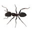 Formica nera con modello 3D in pelliccia