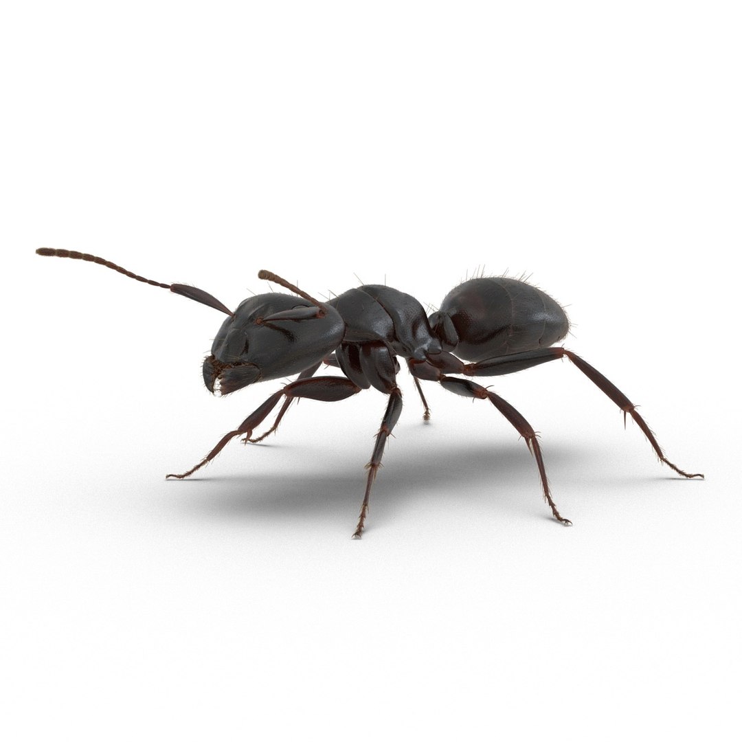 black ant fur rigged 3d max https://p.turbosquid.com/ts-thumb/8w/F3mELf/uLUAJaN7/blackantwithfurrigged3dmodel02/jpg/1453718838/1920x1080/fit_q87/f5f2a9e721eb27c0969bd698fe457d6dc2e7f2ab/blackantwithfurrigged3dmodel02.jpg