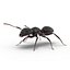 Formica nera con modello 3D in pelliccia