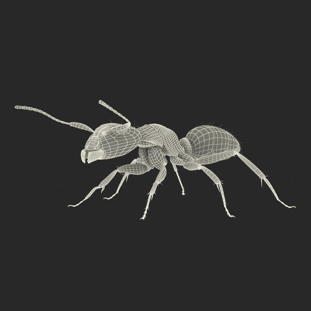 black ant fur rigged 3d max https://p.turbosquid.com/ts-thumb/8w/F3mELf/vSmjLnaj/blackantwithfurrigged3dmodel37/jpg/1453718842/1920x1080/fit_q87/b09c407555ac5c13ce37c2e99929acd7b0478f64/blackantwithfurrigged3dmodel37.jpg