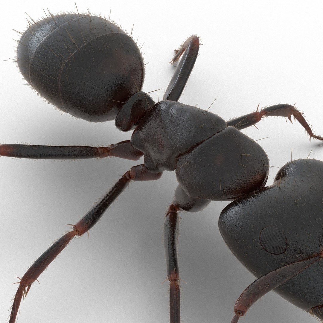 black ant fur rigged 3d max https://p.turbosquid.com/ts-thumb/8w/F3mELf/wfJtFazY/blackantwithfurrigged3dmodel24/jpg/1453718841/1920x1080/fit_q87/a218183074ccd7ffebd5d4302c87c413c9757a57/blackantwithfurrigged3dmodel24.jpg