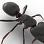Formica nera con modello 3D in pelliccia