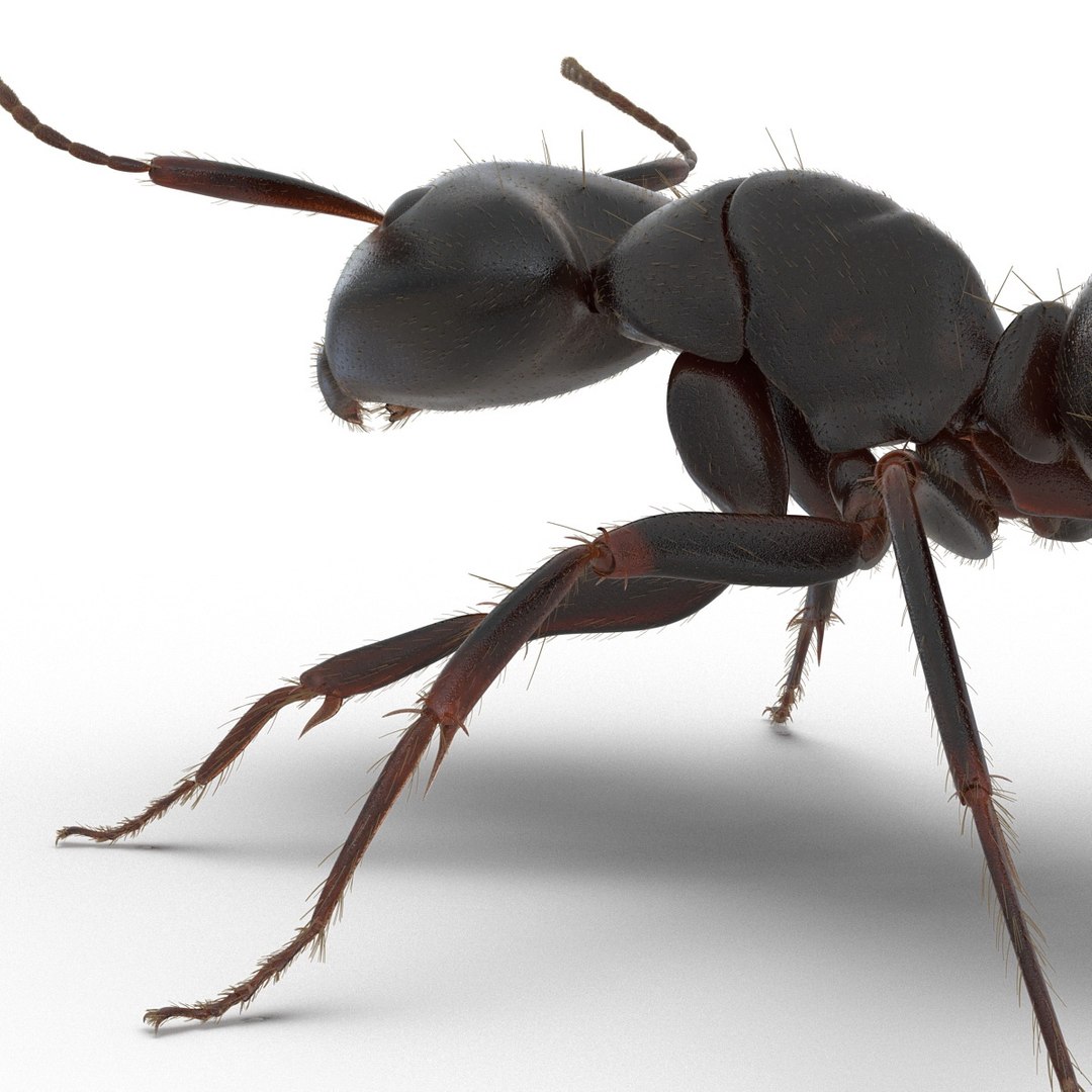 black ant fur rigged 3d max https://p.turbosquid.com/ts-thumb/8w/F3mELf/wh9DLC6r/blackantwithfurrigged3dmodel26/jpg/1453718841/1920x1080/fit_q87/d5da6c62e5af869a1cfbabd0bd60076836e12d45/blackantwithfurrigged3dmodel26.jpg