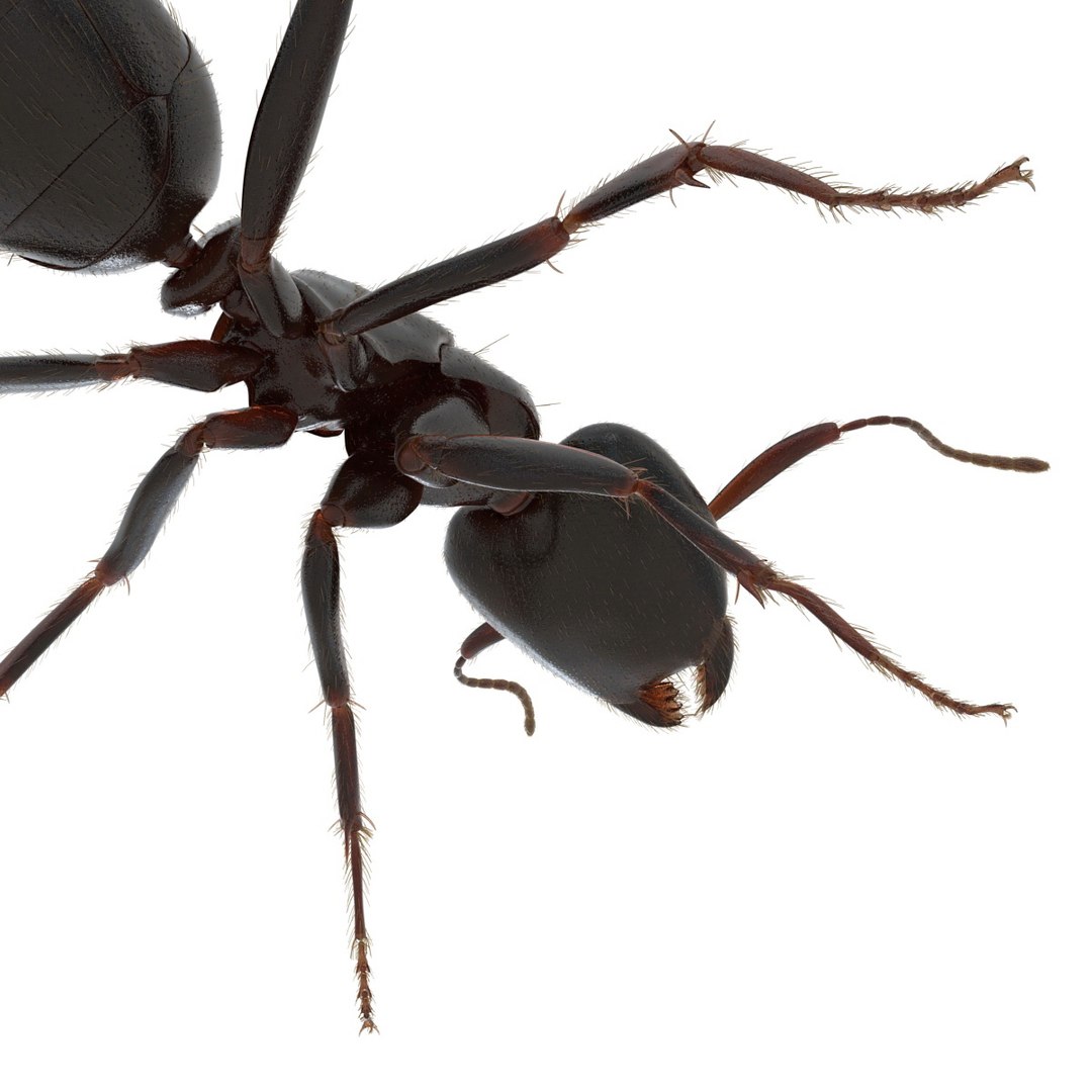 black ant fur rigged 3d max https://p.turbosquid.com/ts-thumb/8w/F3mELf/woMihzZC/blackantwithfurrigged3dmodel21/jpg/1453718840/1920x1080/fit_q87/442a4a80d64f5c85ea281f9bf39f48dc8225061f/blackantwithfurrigged3dmodel21.jpg