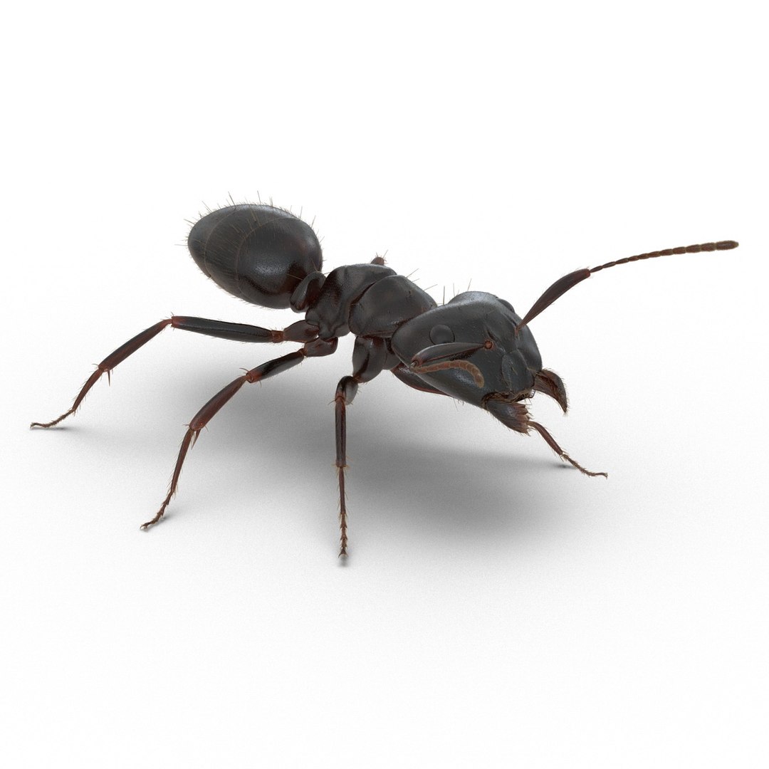 black ant fur rigged 3d max https://p.turbosquid.com/ts-thumb/8w/F3mELf/y4iEVQmF/blackantwithfurrigged3dmodel07/jpg/1453718839/1920x1080/fit_q87/42b71cf93f7143b60b5d04c08cbe80dc42afc3c2/blackantwithfurrigged3dmodel07.jpg