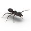 Formica nera con modello 3D in pelliccia