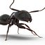Formica nera con modello 3D in pelliccia