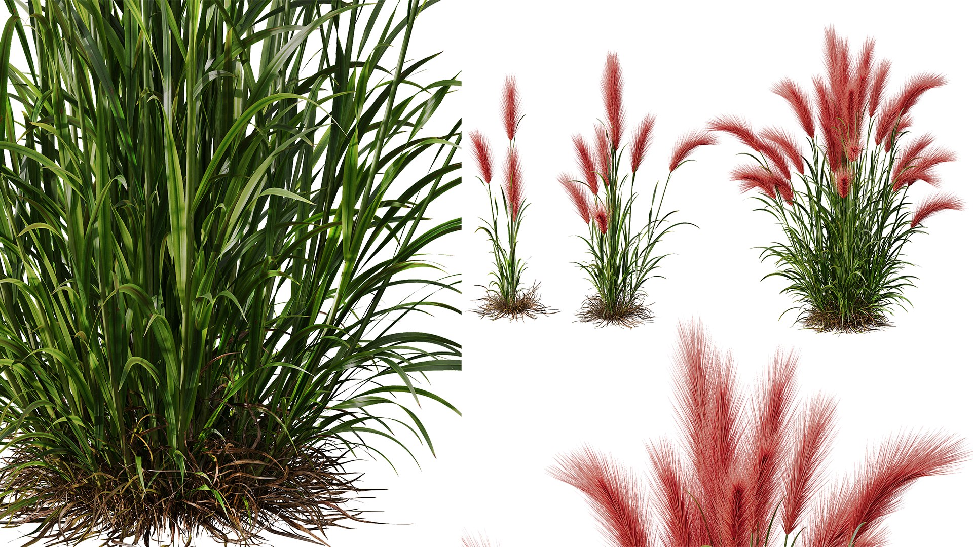 AV 11 Different Grasses Model - TurboSquid 2356443