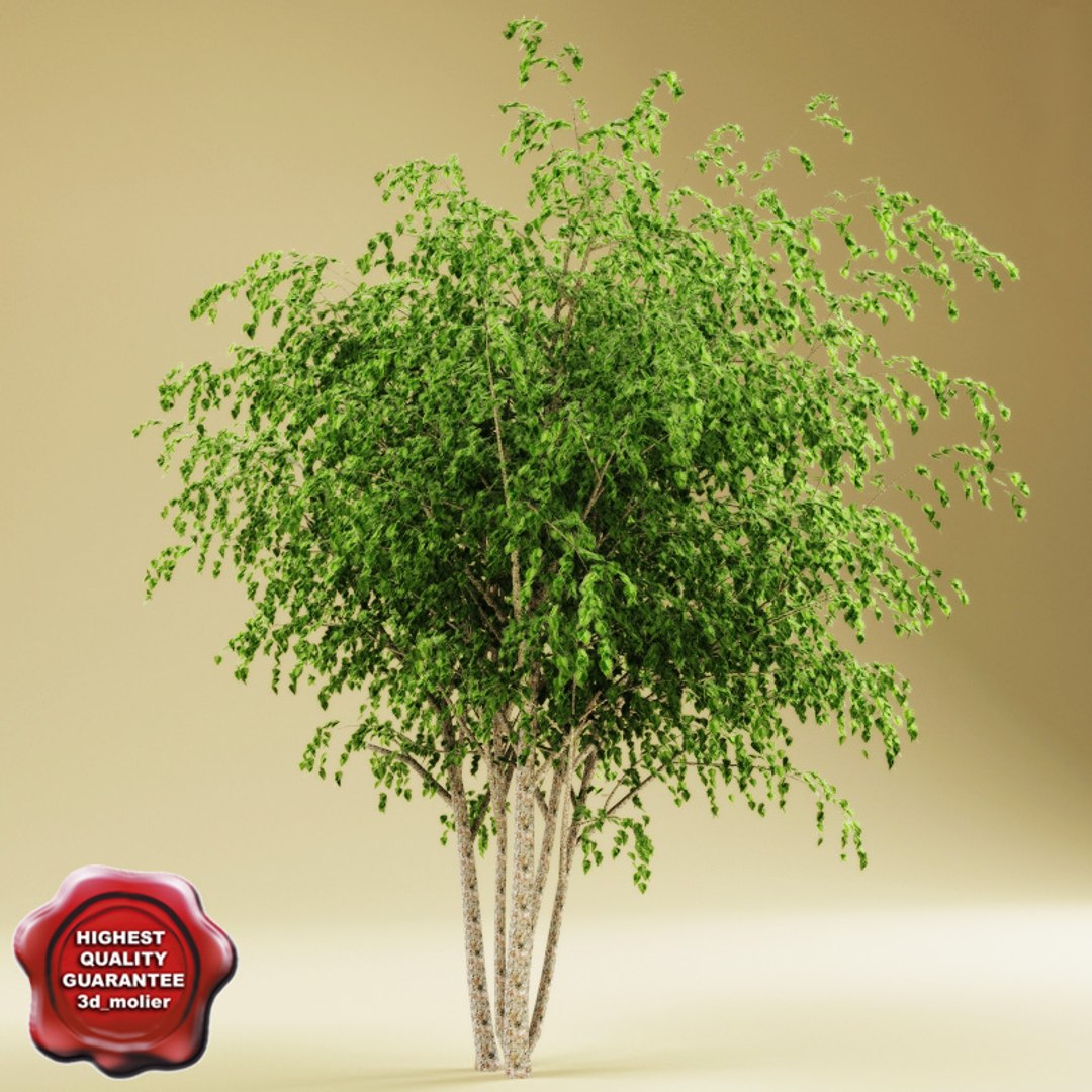 river birch 3d max