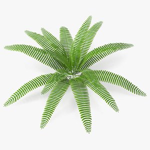 3D model Tropical Fern Plant