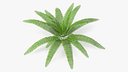 Tropical Fern Plant