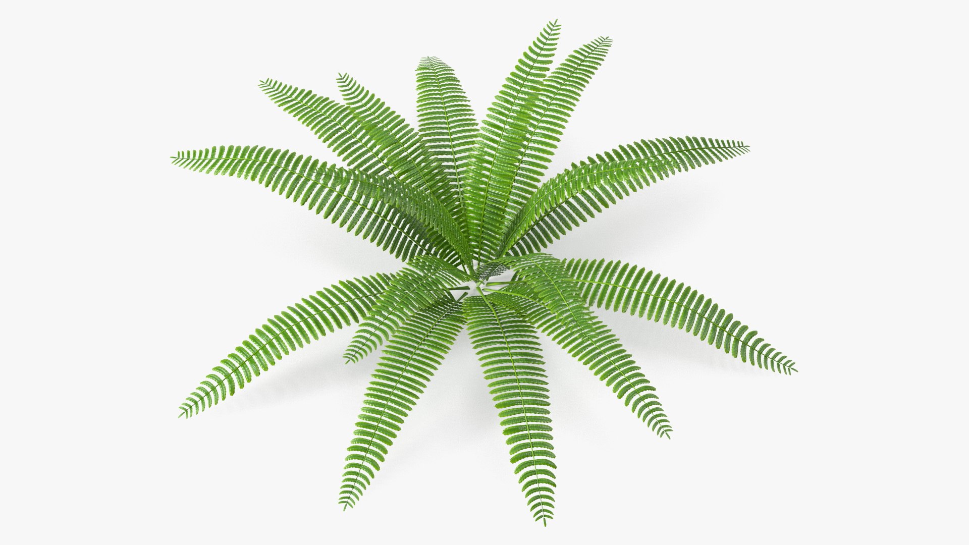 Plants Collection 3 3D model preview