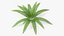 Collection de plantes 3