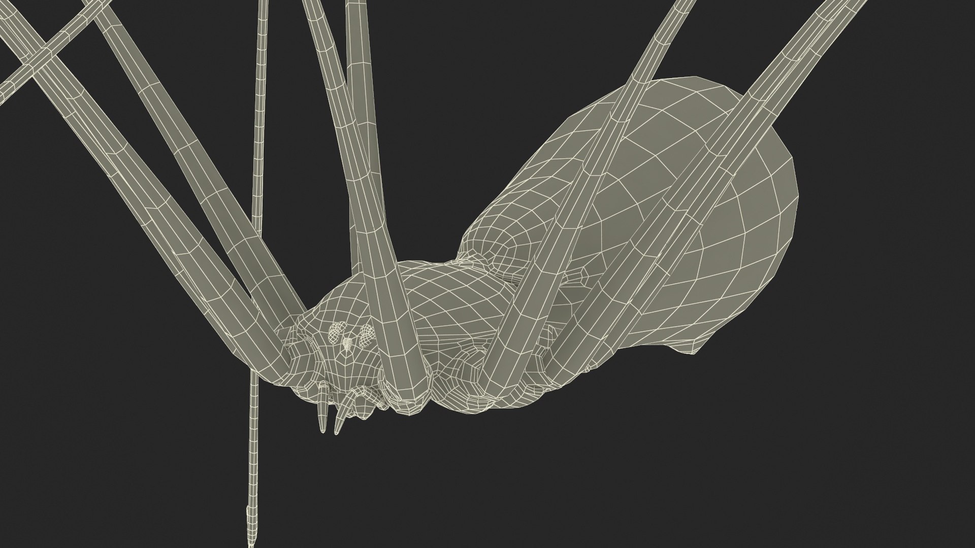 3D Pholcidae Fur https://p.turbosquid.com/ts-thumb/8w/SdlmjC/1l/pholcidaefurc4dmodel032/jpg/1722425845/1920x1080/fit_q87/9f0adea80672dcb5aed26e8f76a56c98fa9c77c5/pholcidaefurc4dmodel032.jpg