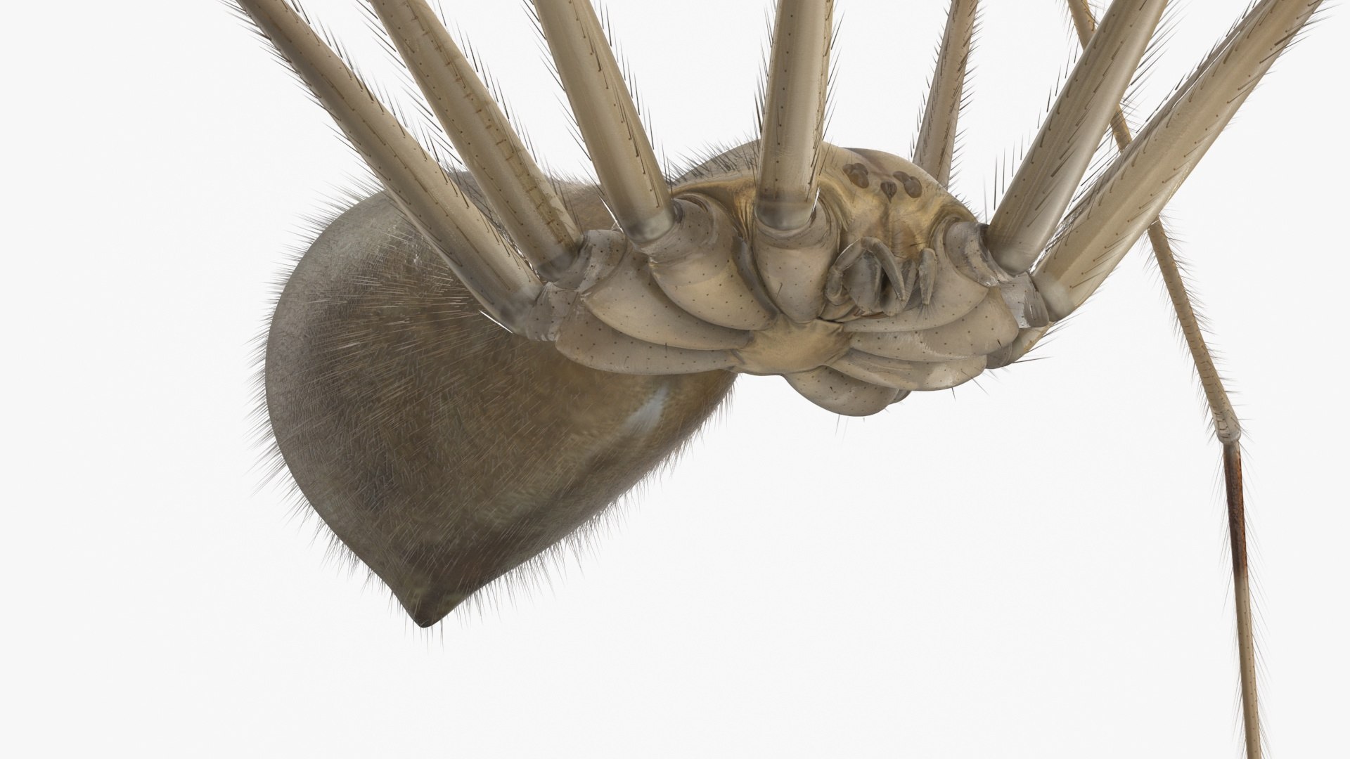 3D Pholcidae Fur https://p.turbosquid.com/ts-thumb/8w/SdlmjC/3K/pholcidaefurc4dmodel016/jpg/1722425788/1920x1080/fit_q87/a1ca02dbd2fff0327aa84f7c05d719ada9bf0f6b/pholcidaefurc4dmodel016.jpg