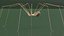 Pholcidae Fur