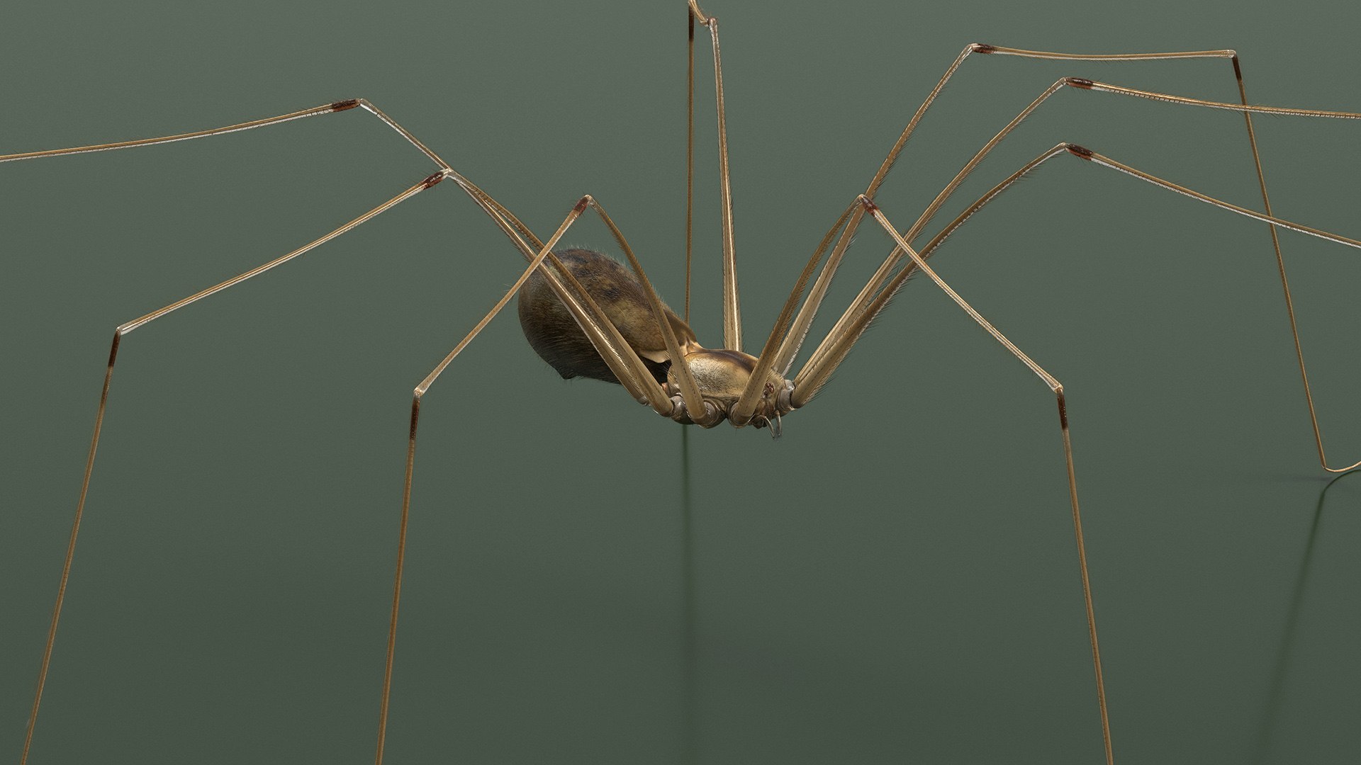 3D Pholcidae Fur https://p.turbosquid.com/ts-thumb/8w/SdlmjC/79/pholcidaefurc4dmodel010/jpg/1722425767/1920x1080/fit_q87/d93b37dfc33726519dffa1642c311a8b52245fa8/pholcidaefurc4dmodel010.jpg