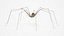 Pholcidae Fur