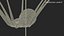 Pholcidae Fur