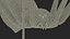 Pholcidae Fur