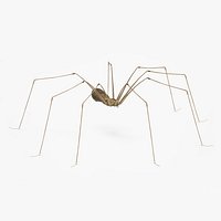 Pholcidae Fur