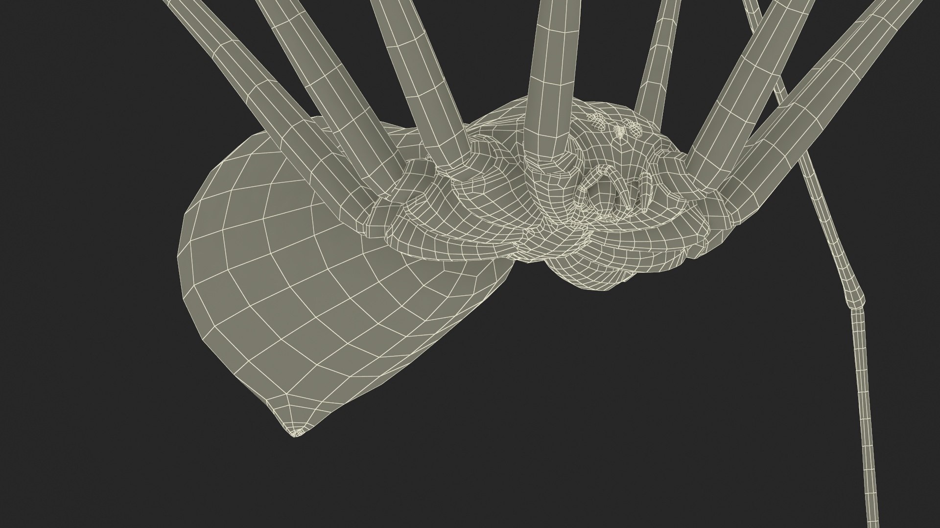 3D Pholcidae Fur https://p.turbosquid.com/ts-thumb/8w/SdlmjC/j9/pholcidaefurc4dmodel029/jpg/1722425836/1920x1080/fit_q87/edb4d0ea84c9bb27c125151df0973dd9c703a94a/pholcidaefurc4dmodel029.jpg