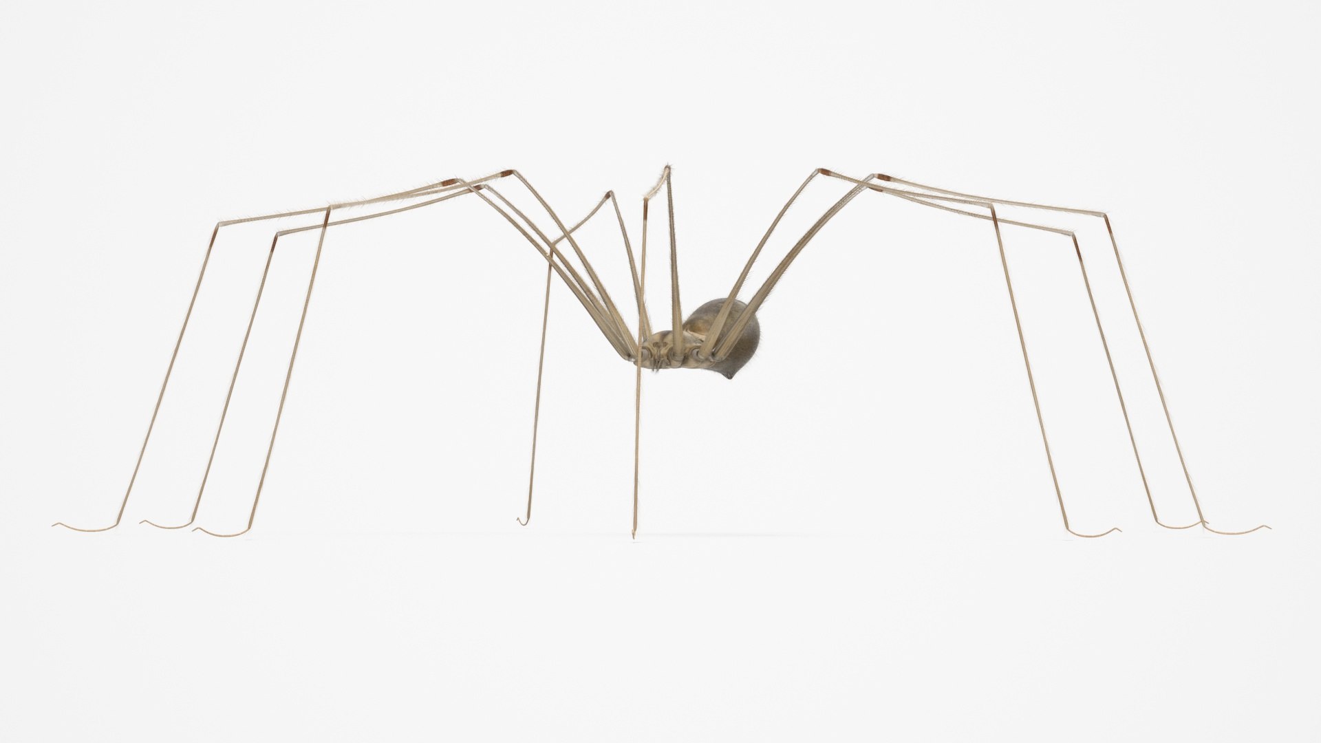 3D Pholcidae Fur https://p.turbosquid.com/ts-thumb/8w/SdlmjC/jY/pholcidaefurc4dmodel018/jpg/1722425794/1920x1080/fit_q87/268092c77273a09fbaa57760a4086a52a11082cd/pholcidaefurc4dmodel018.jpg