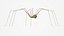 Pholcidae Fur
