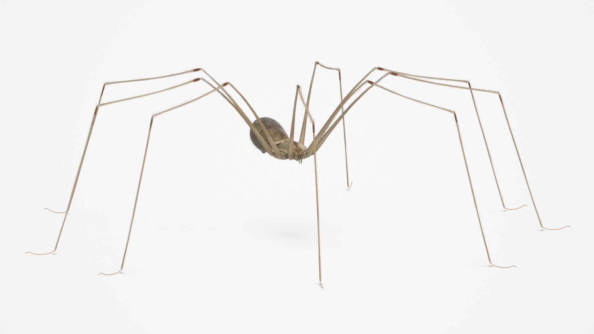 3D Pholcidae Fur https://p.turbosquid.com/ts-thumb/8w/SdlmjC/jf/pholcidaefurc4dmodel012/jpg/1722425774/1920x1080/fit_q87/e19a06cfb9d364a028669746bbf22efc9297f9c8/pholcidaefurc4dmodel012.jpg